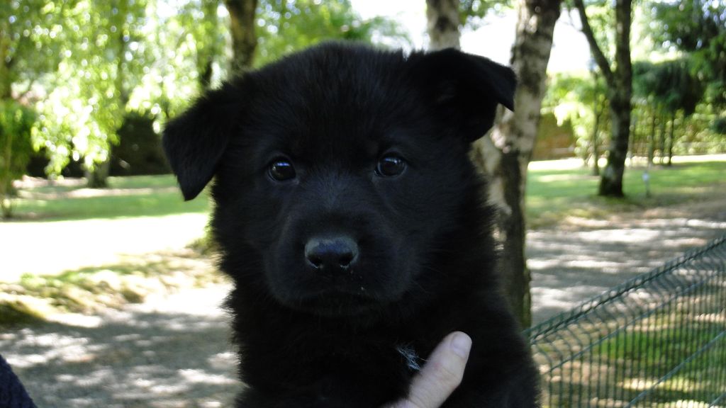 du Glaive Noir - Chiot disponible  - Berger Allemand