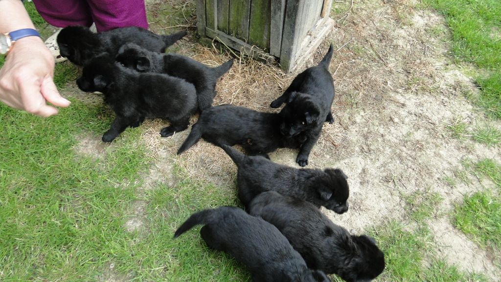 chiot Berger Allemand du Glaive Noir