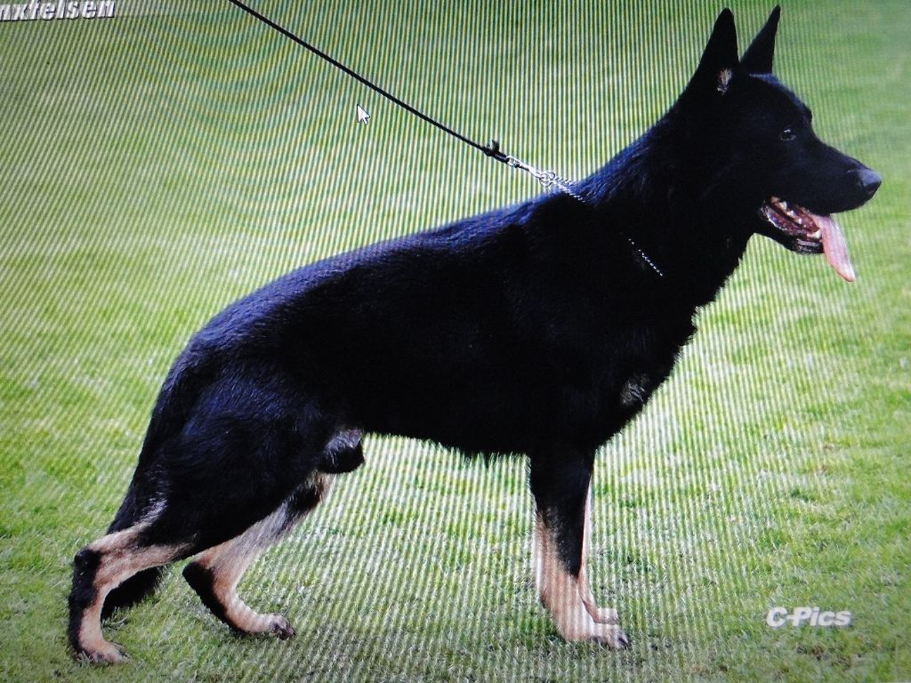 Gero lynxfelsen gero