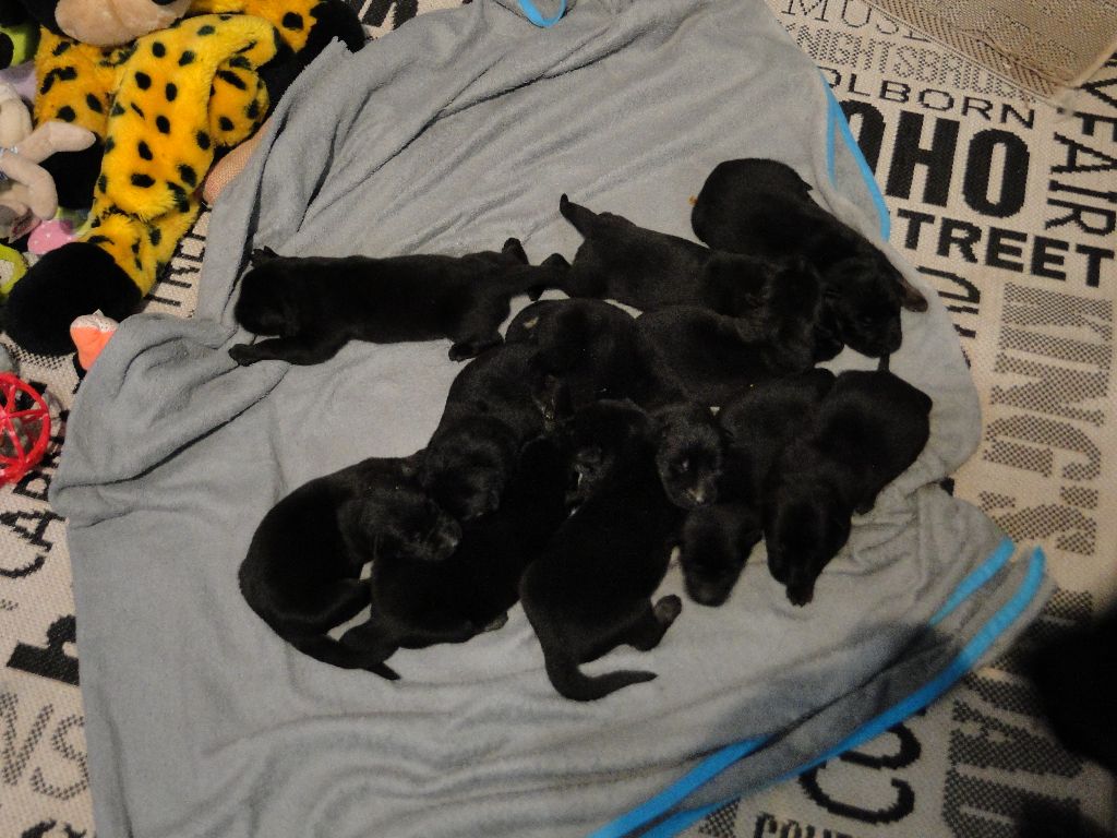 Chiot Berger Allemand du Glaive Noir