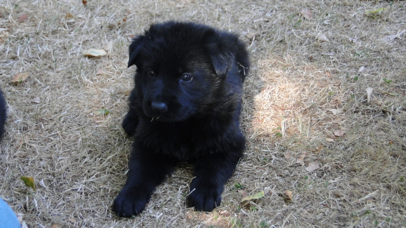 du Glaive Noir - Chiots disponibles - Berger Allemand