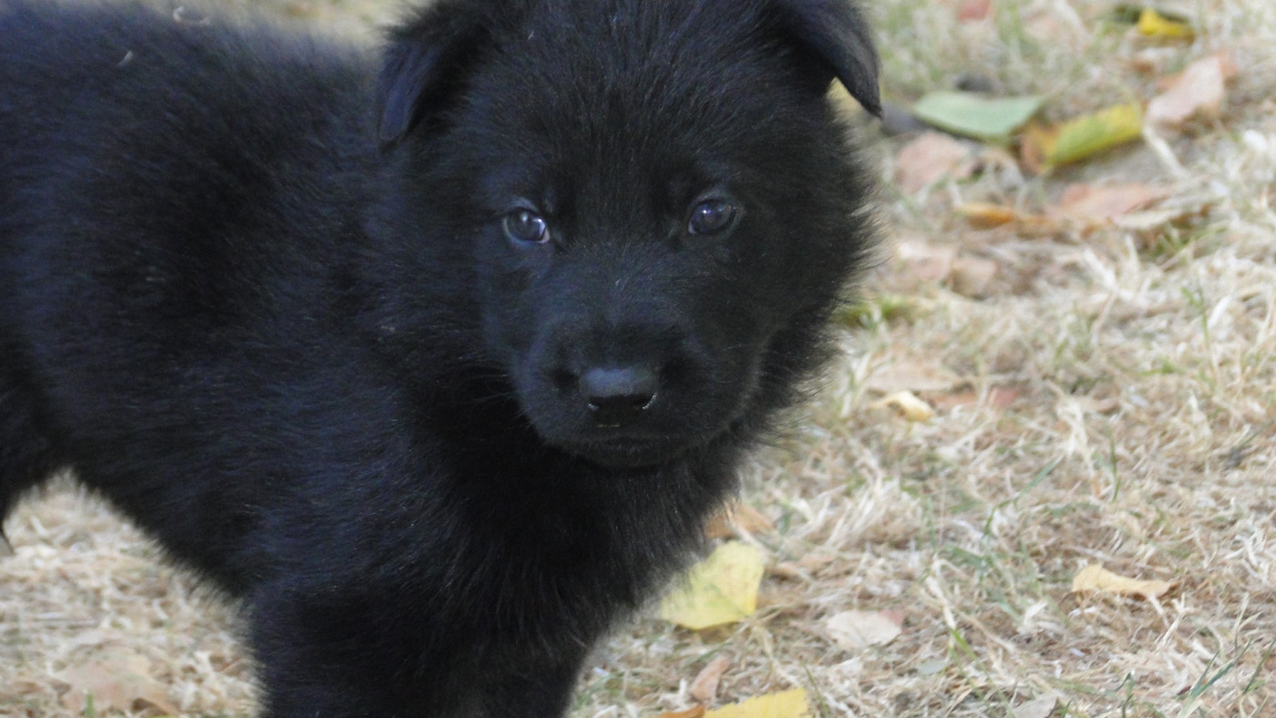du Glaive Noir - Chiots disponibles - Berger Allemand