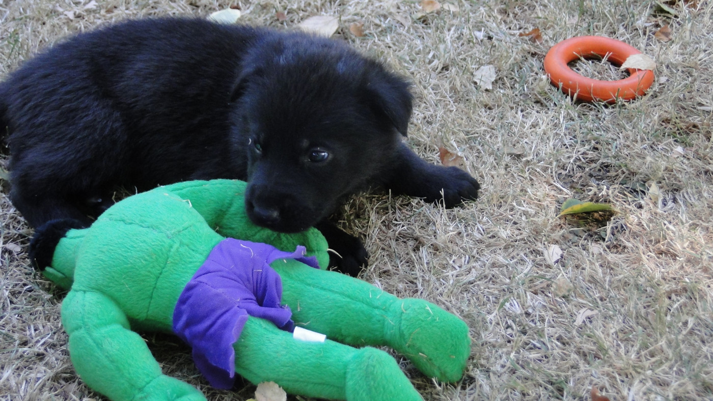 du Glaive Noir - Chiots disponibles - Berger Allemand