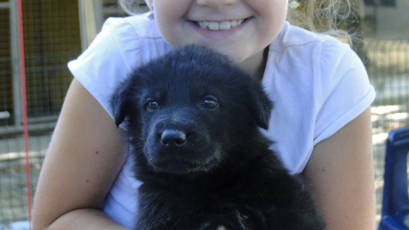 du Glaive Noir - Chiots disponibles - Berger Allemand