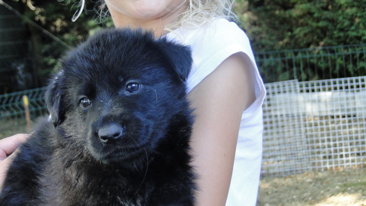 du Glaive Noir - Chiots disponibles - Berger Allemand