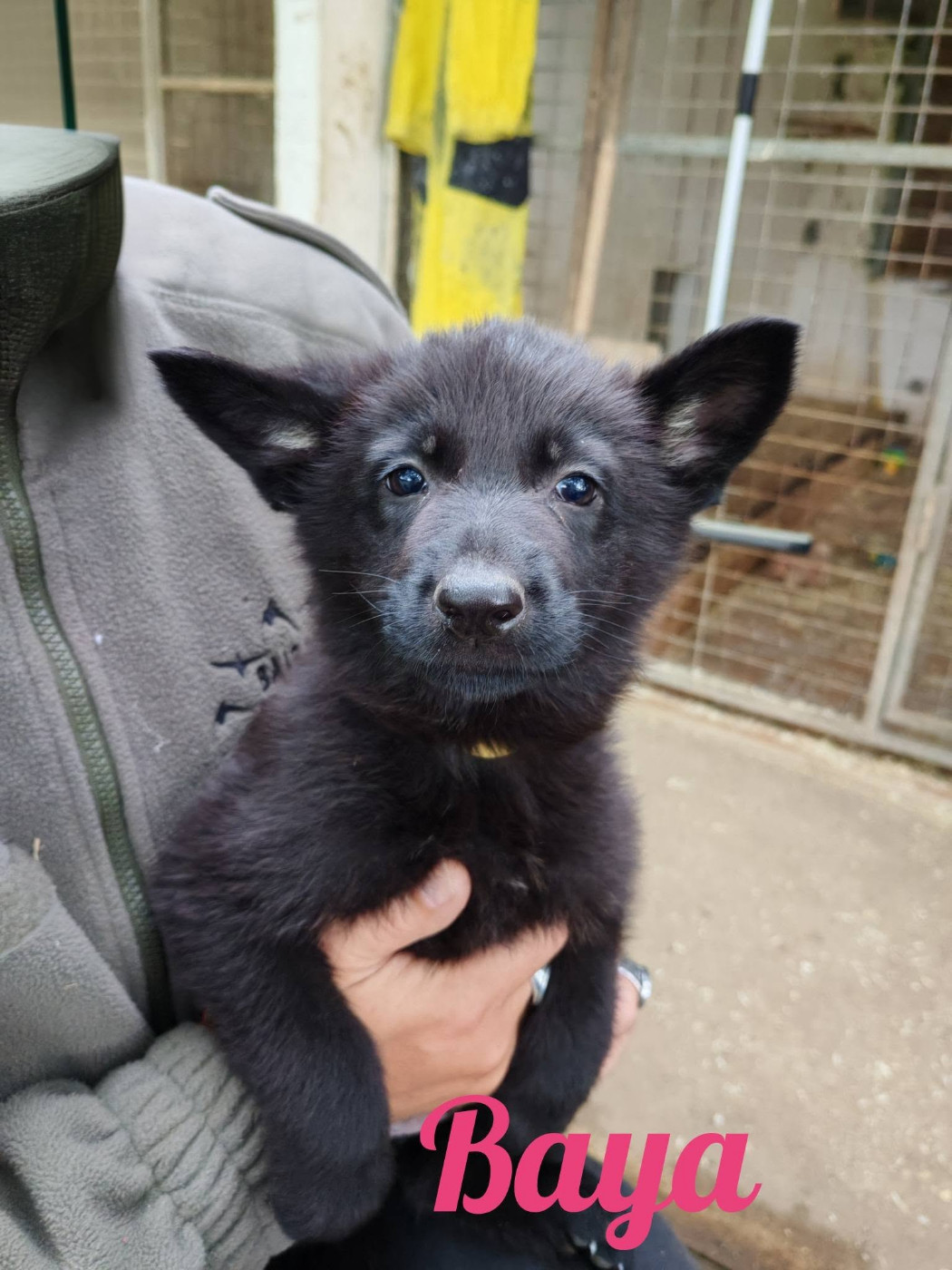 du Glaive Noir - Chiots disponibles - Berger Allemand