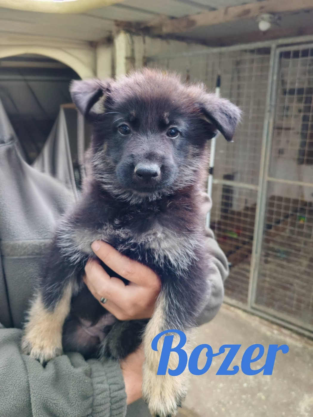du Glaive Noir - Chiots disponibles - Berger Allemand