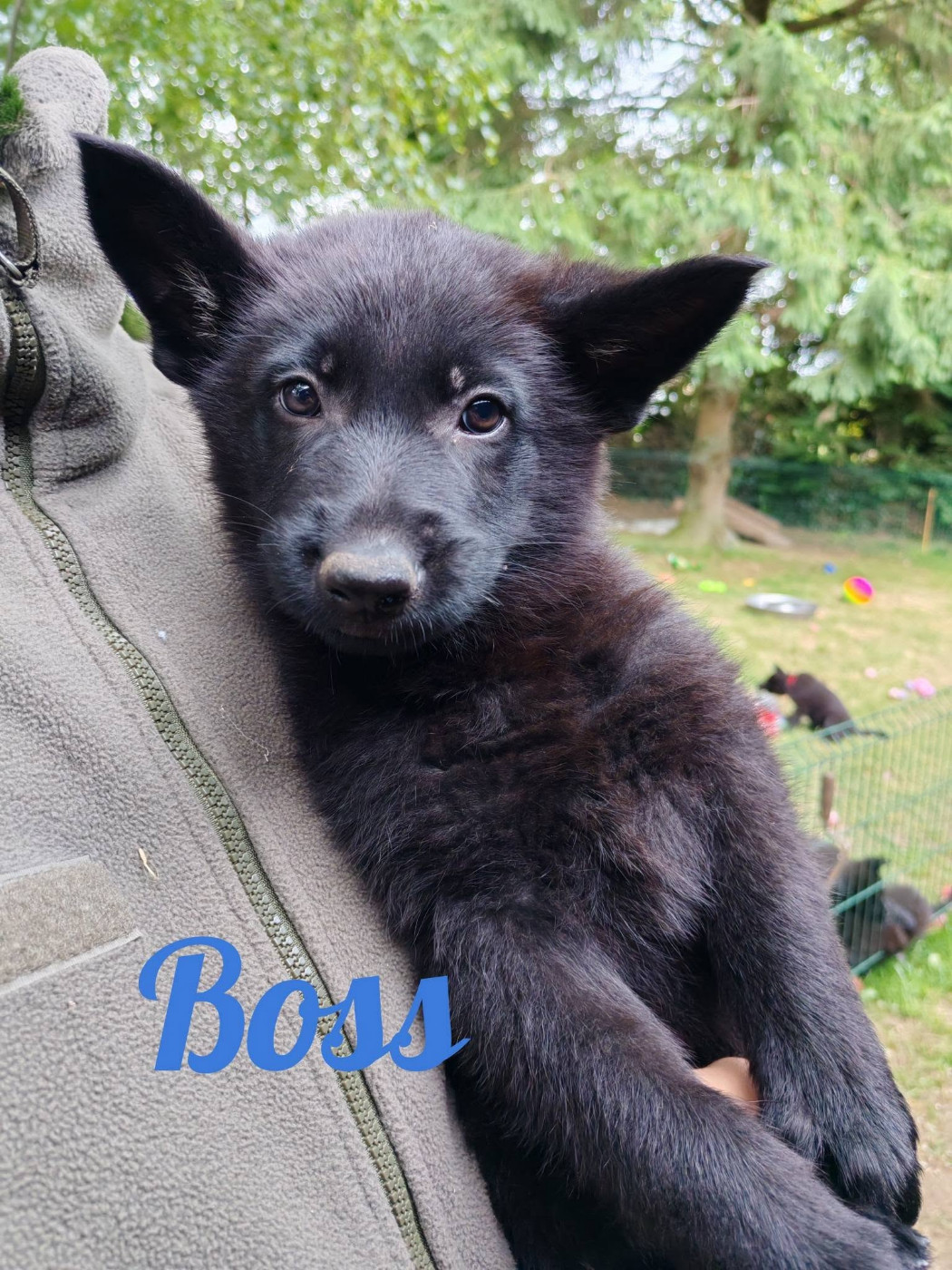 du Glaive Noir - Chiots disponibles - Berger Allemand