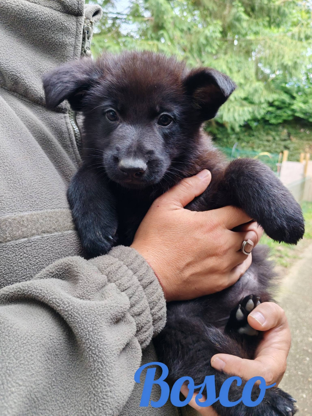 du Glaive Noir - Chiots disponibles - Berger Allemand