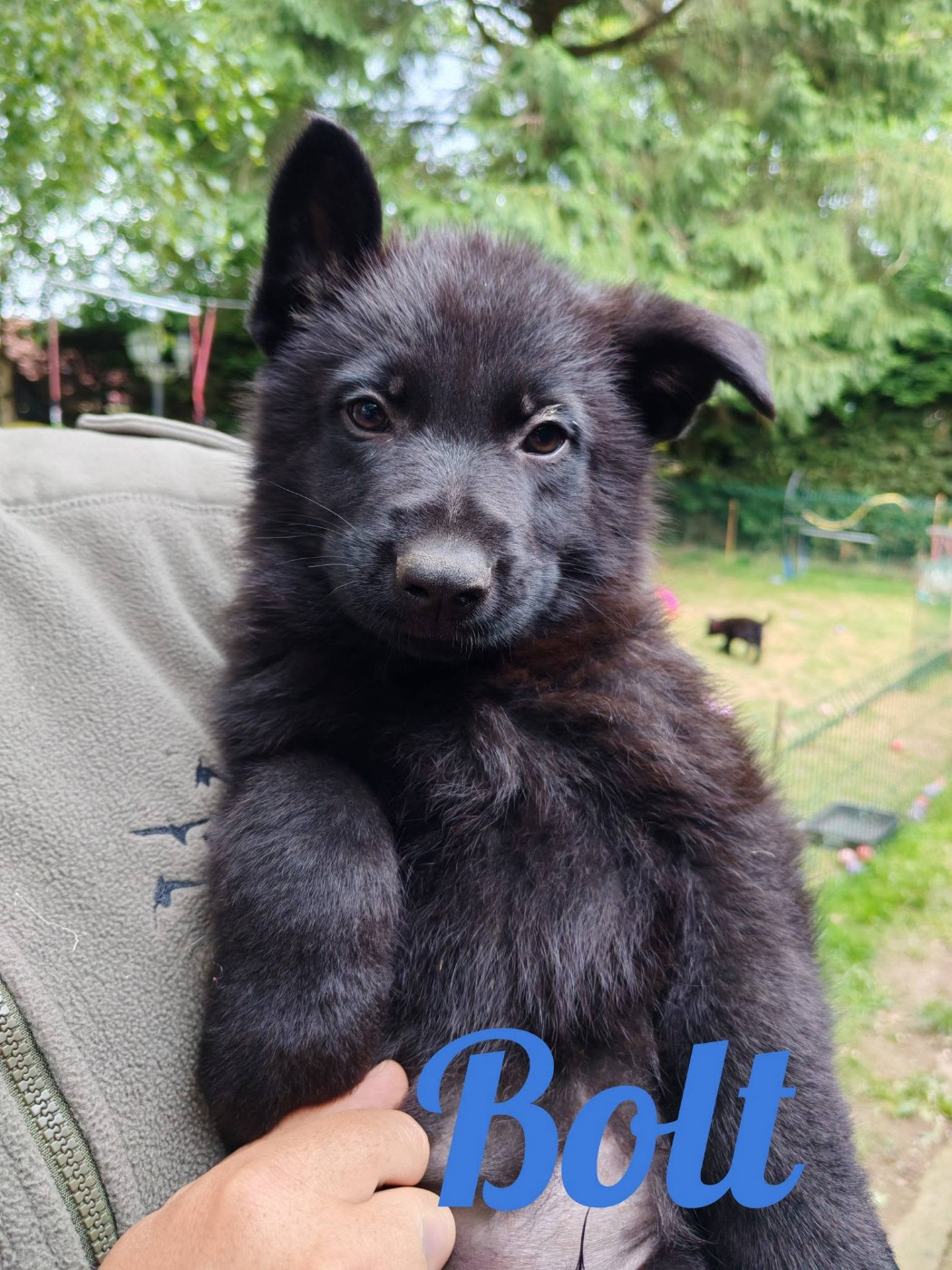 du Glaive Noir - Chiots disponibles - Berger Allemand