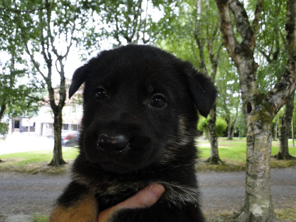 du Glaive Noir - Chiots disponibles - Berger Allemand