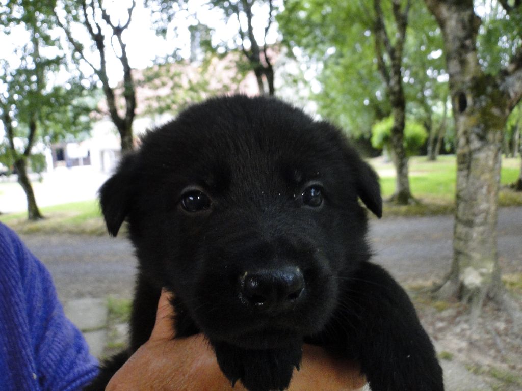 du Glaive Noir - Chiots disponibles - Berger Allemand