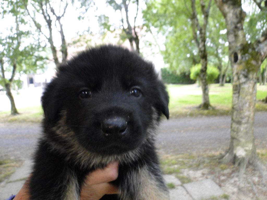 du Glaive Noir - Chiots disponibles - Berger Allemand