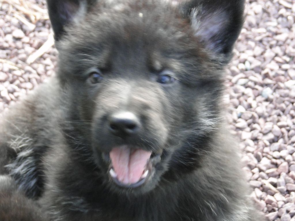 du Glaive Noir - Chiots disponibles - Berger Allemand