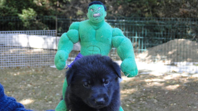 Chiot N°1