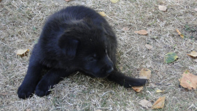 Chiot N°3