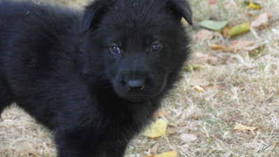 Chiot N°4