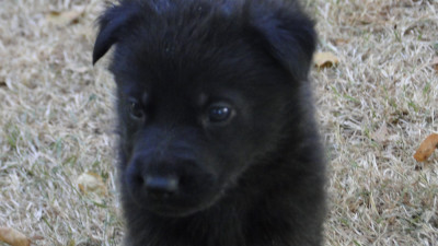 Chiot N°5