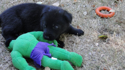 Chiot N°6