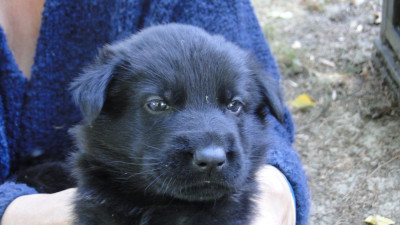 Chiot N°7