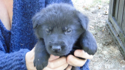 Chiot N°8