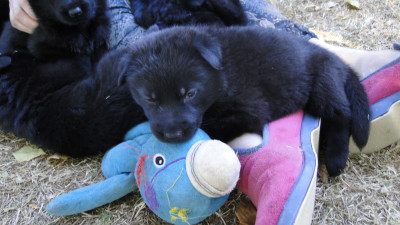 Chiot N°9