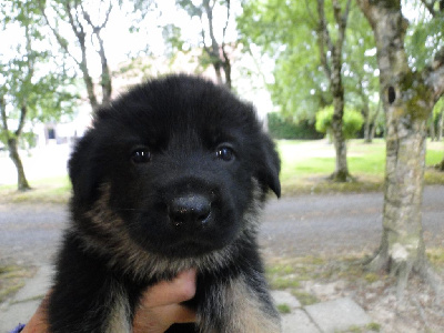 CHIOT